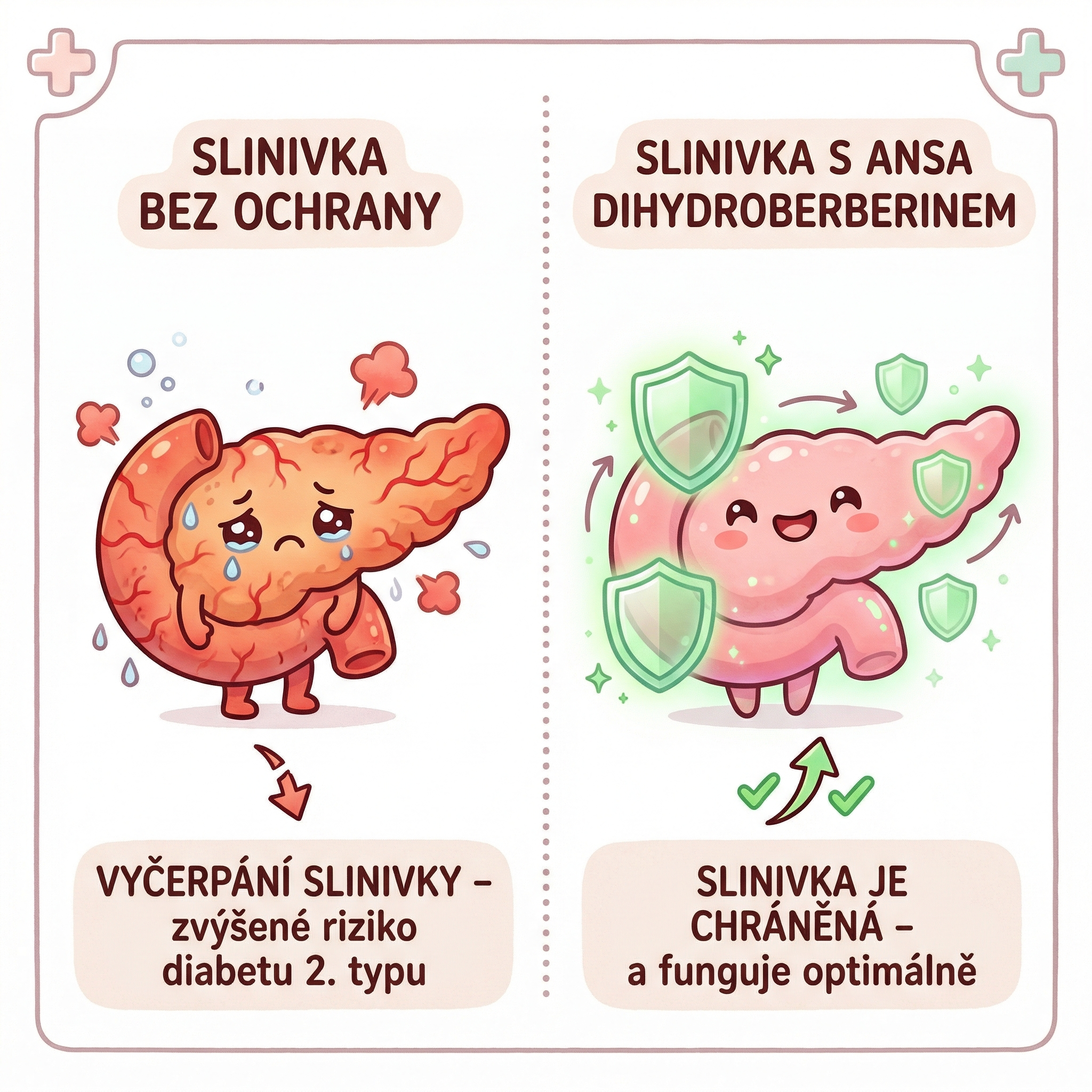Slinivka bez ochrany vs Slinivka s Ansa Dihydroberberinem