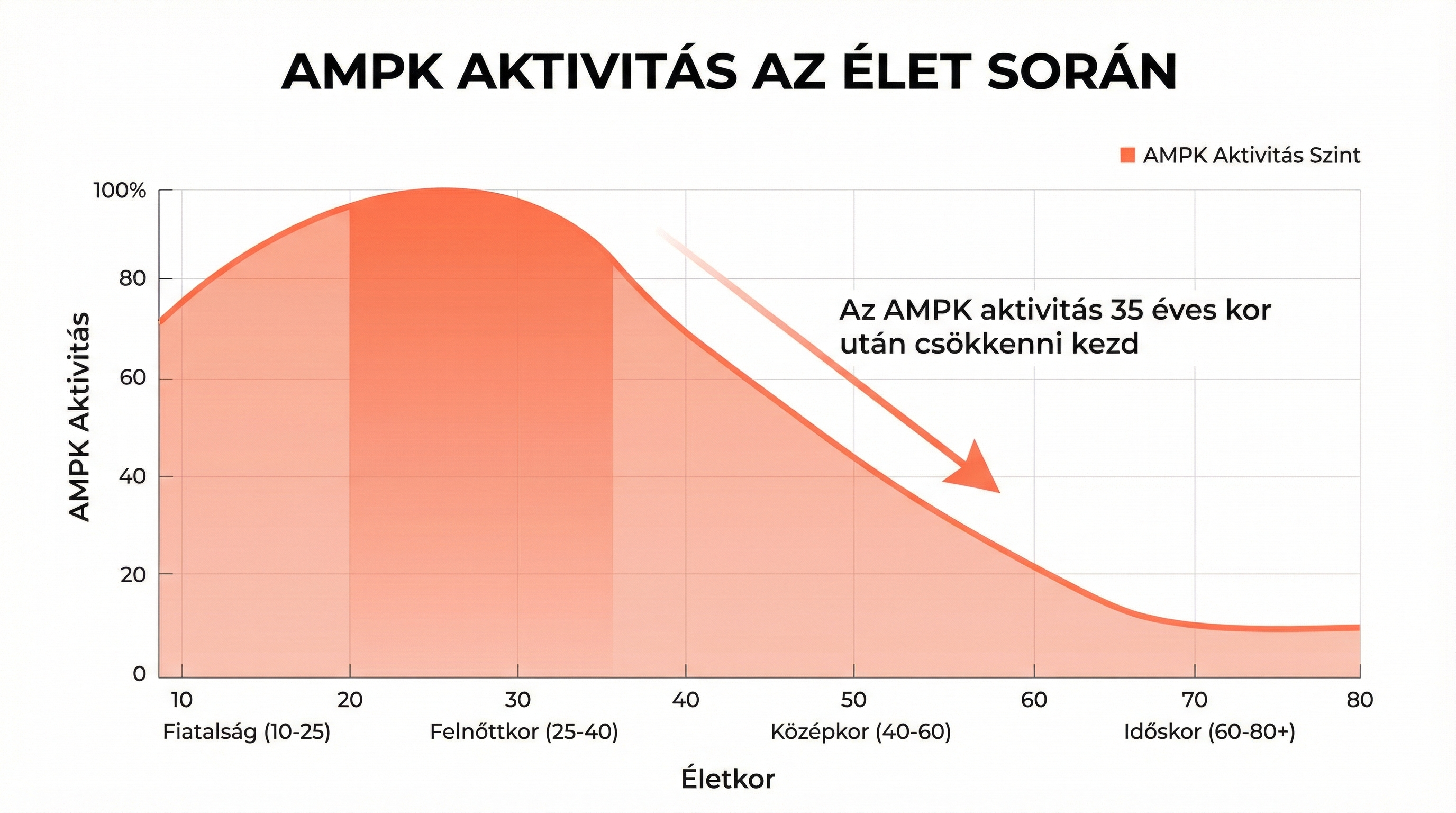 AMPK aktivitás az élet során - grafikon